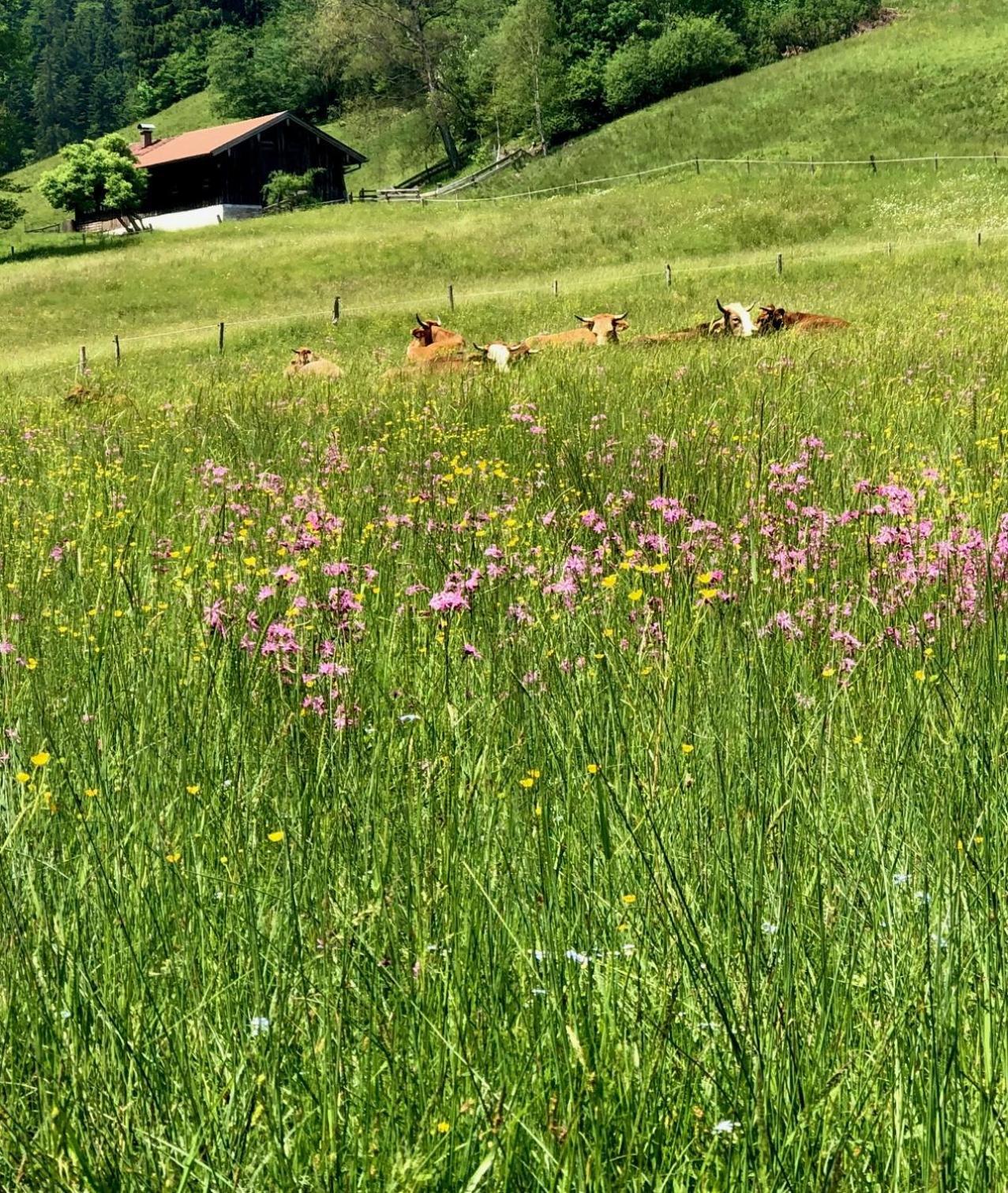 Alpenoase Schliersee - Grosse Suite Mit Sauna Oder Gemuetliche Studio Appartements Bilik gambar